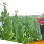 Dapat Bantuan Benih Dan Pupuk Dari Pemkab Bojonegoro Petani Tembakau Sumringah Panen Bagus
