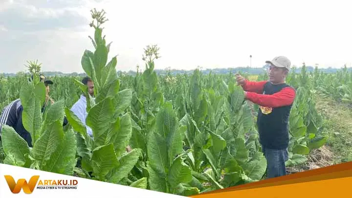 Dapat Bantuan Benih Dan Pupuk Dari Pemkab Bojonegoro Petani Tembakau Sumringah Panen Bagus
