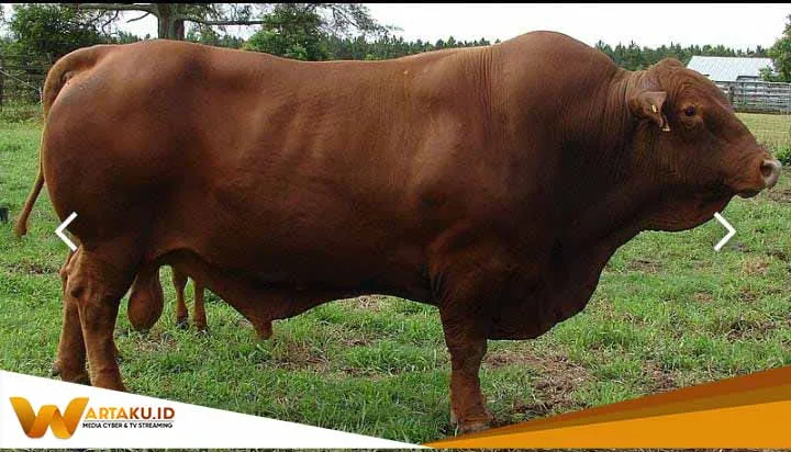 Pemkab Bojonegoro Akan Gelar Pameran Sapi Pedet Pemkab Bojonegoro Akan Gelar Pameran Sapi Pedet