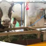 Peternak Bojonegoro Antusias Membawa Sapinya Ke Kontes Ternak Berharap Makin Termotivasi